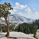 Lonely Tree in Yosemite