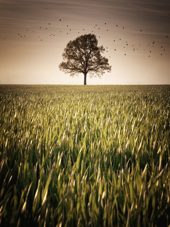 Lonely Tree Meets Crows