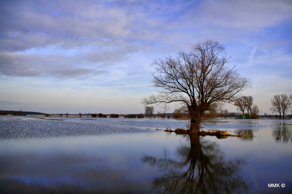 Lonely tree on a blue ocean...