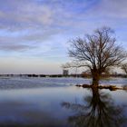 Lonely tree on a blue ocean...