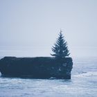 Lonely Tree - Selfoss - Iceland 2019