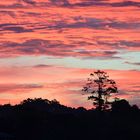 Lonely tree standing in a sky of fire