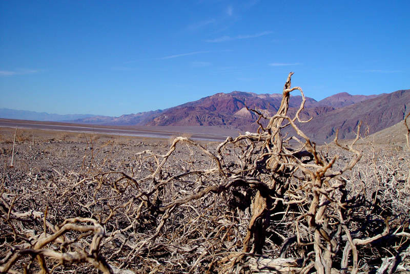 Lonely Tree @ United States