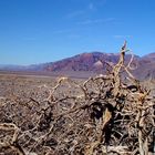 Lonely Tree @ United States