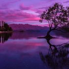 lonely tree/ Wanaka