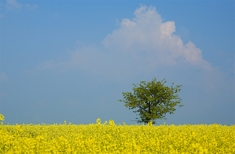 lonely tree with a cloud