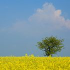 lonely tree with a cloud