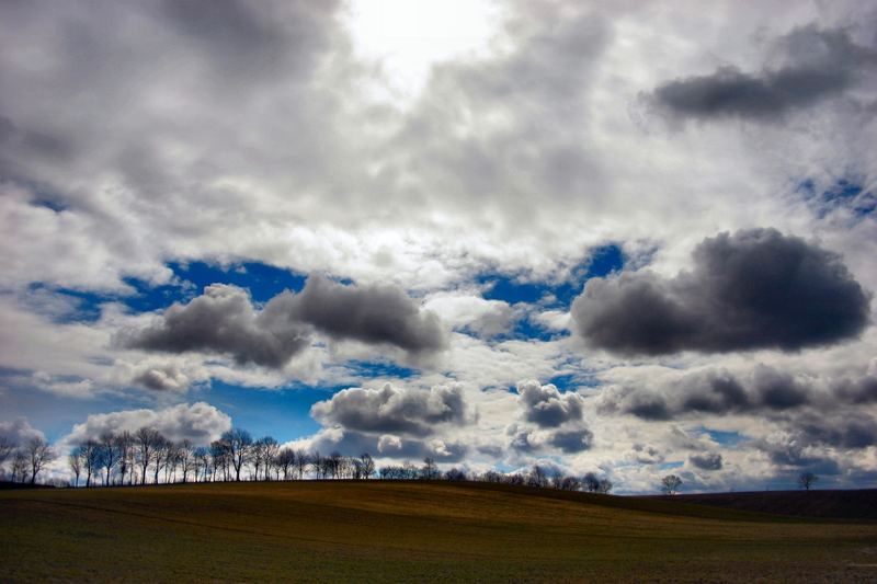 lonely trees... von Oliver Sa