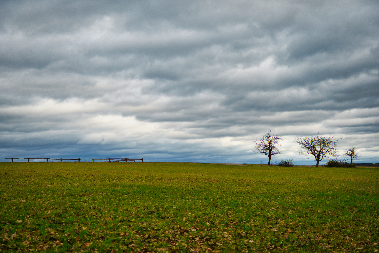 Lonely trees