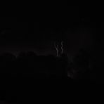 Lonely Trees In The Night