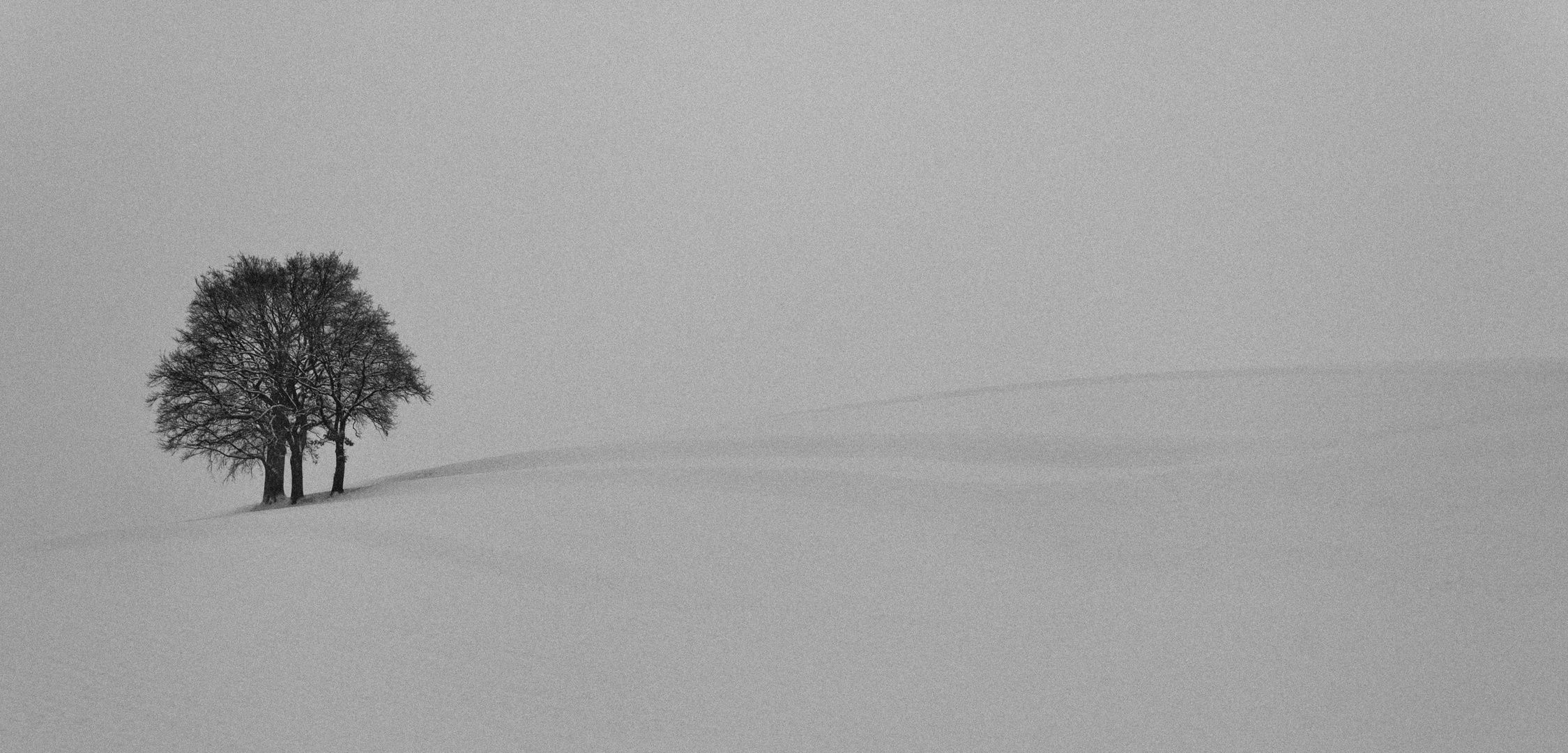 Lonely Trees In Winter