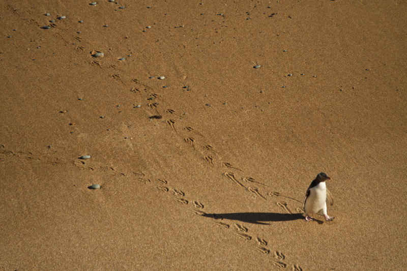 Lonely Walker