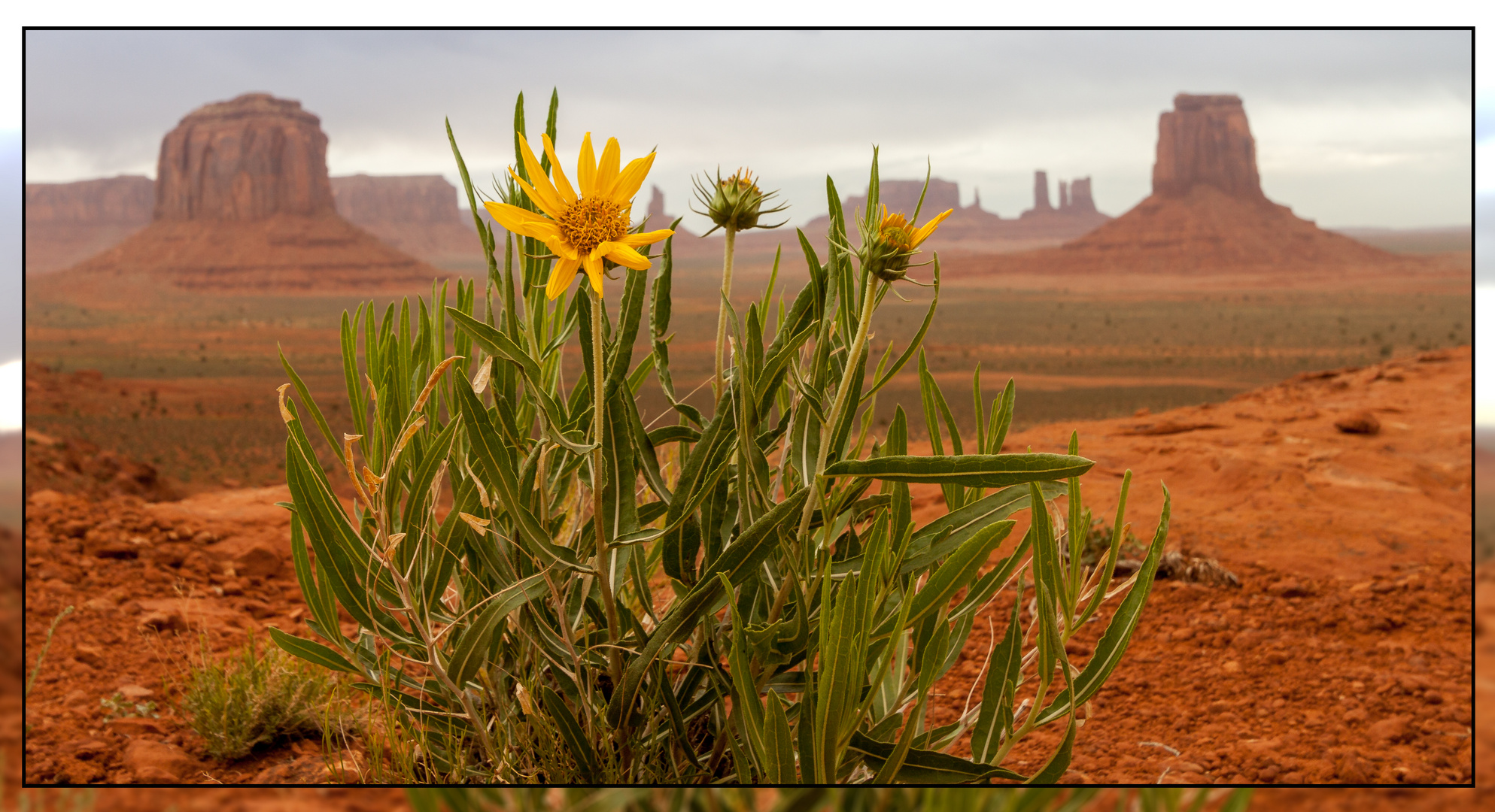 Lonely Yellow Flower Monument Valley