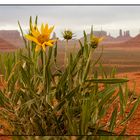 Lonely Yellow Flower Monument Valley