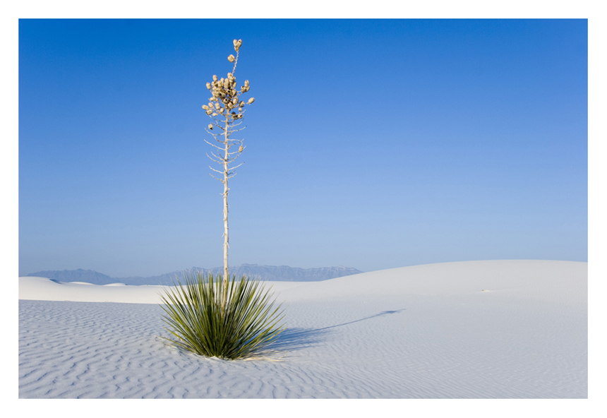 Lonely Yucca - White Sands, New Mexico