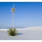 Lonely Yucca - White Sands, New Mexico