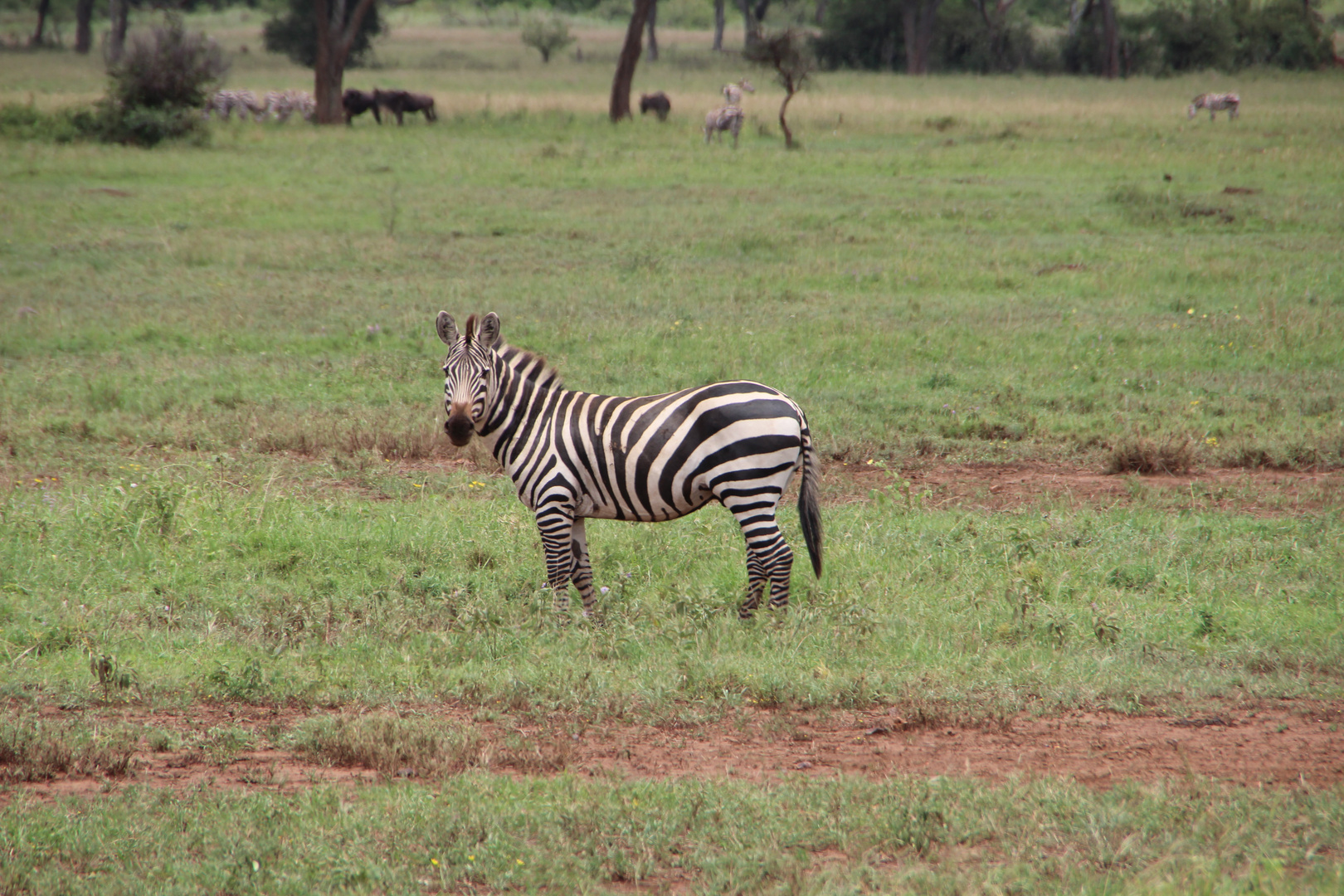 Lonely Zebra  ??? where´s my herd ??? 