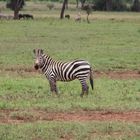 Lonely Zebra  ??? where´s my herd ??? 