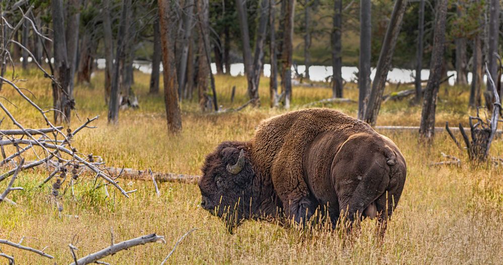 LonelyBull