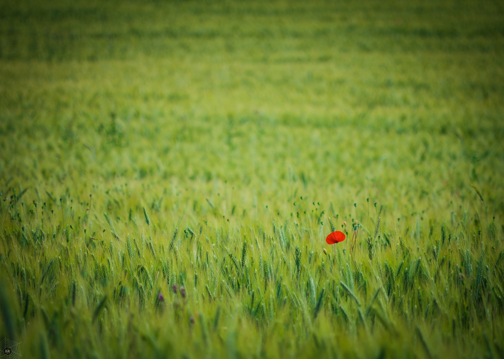 LONELYFLOWER