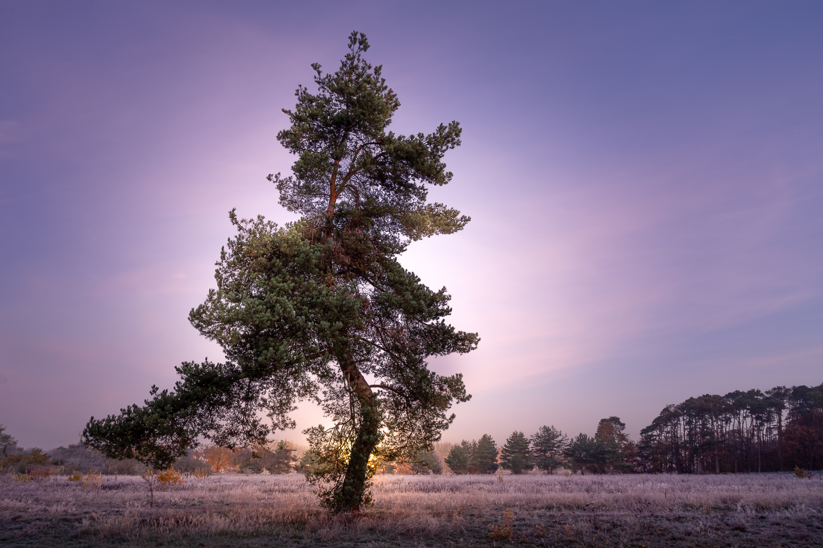 Lonely:Tree