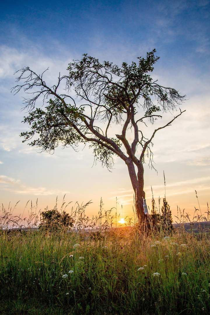 Lonely.tree.