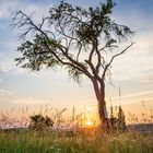 Lonely.tree.