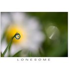 " lonesome "