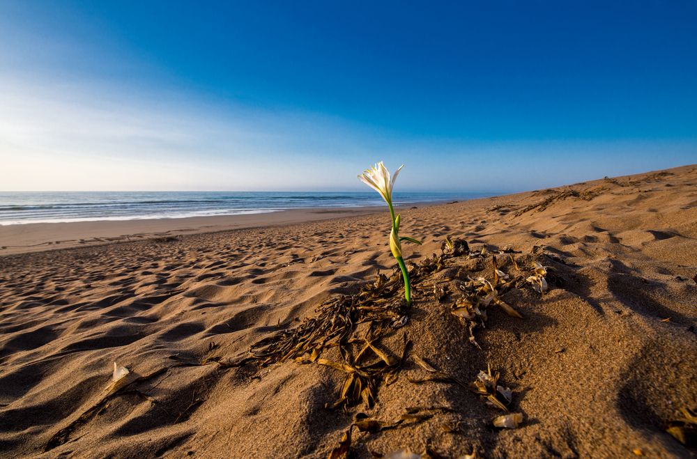 Lonesome Beachflower