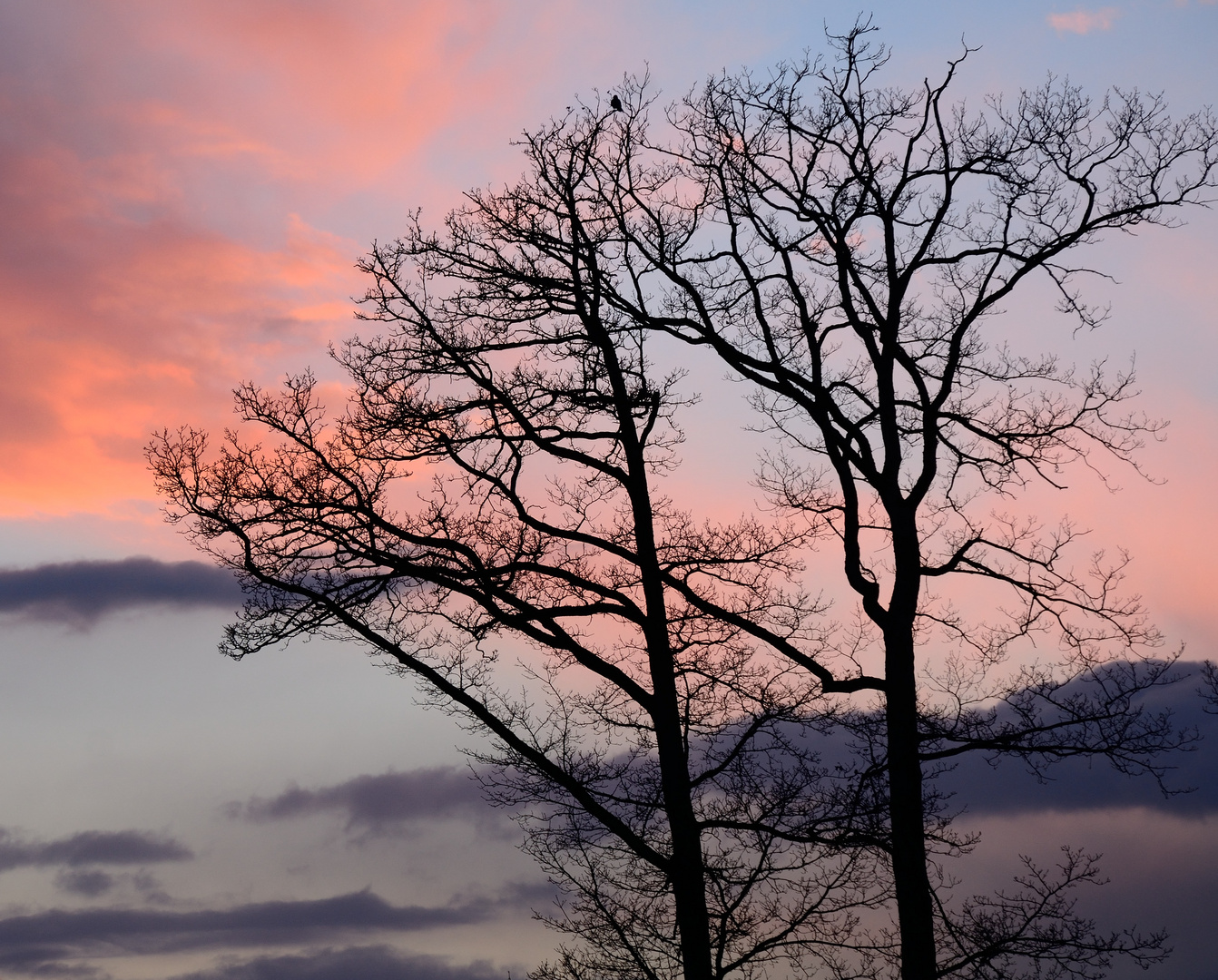 lonesome bird in the sunset....