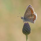 Lonesome Bläuling: Kleines Sonnenröschen