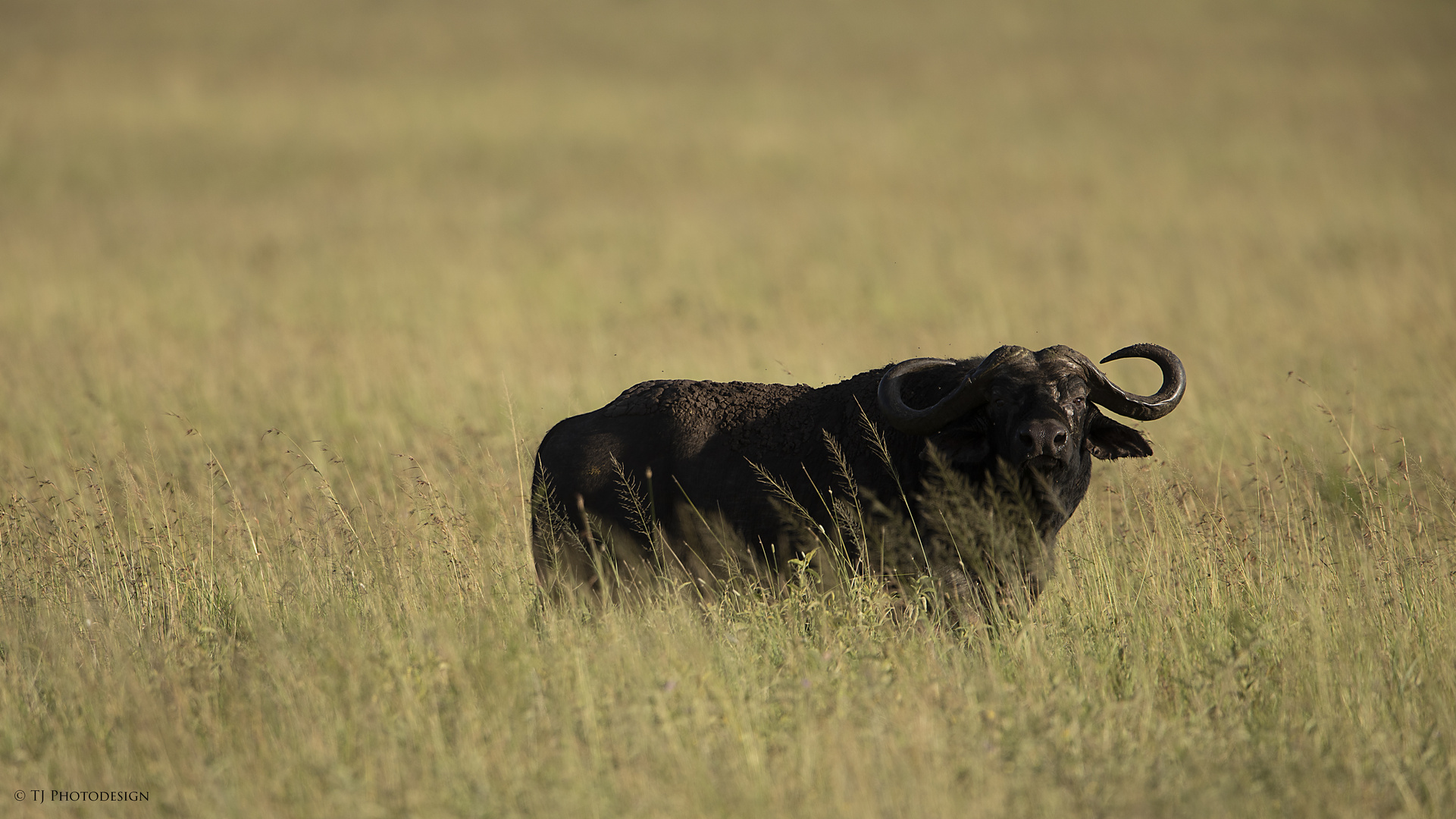 Lonesome Buffalo