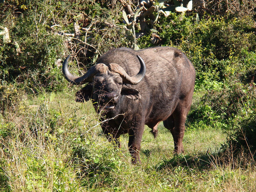 Lonesome Buffalo