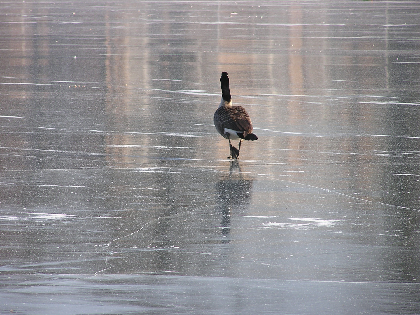 lonesome canadian