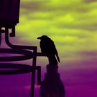 Lonesome Crow