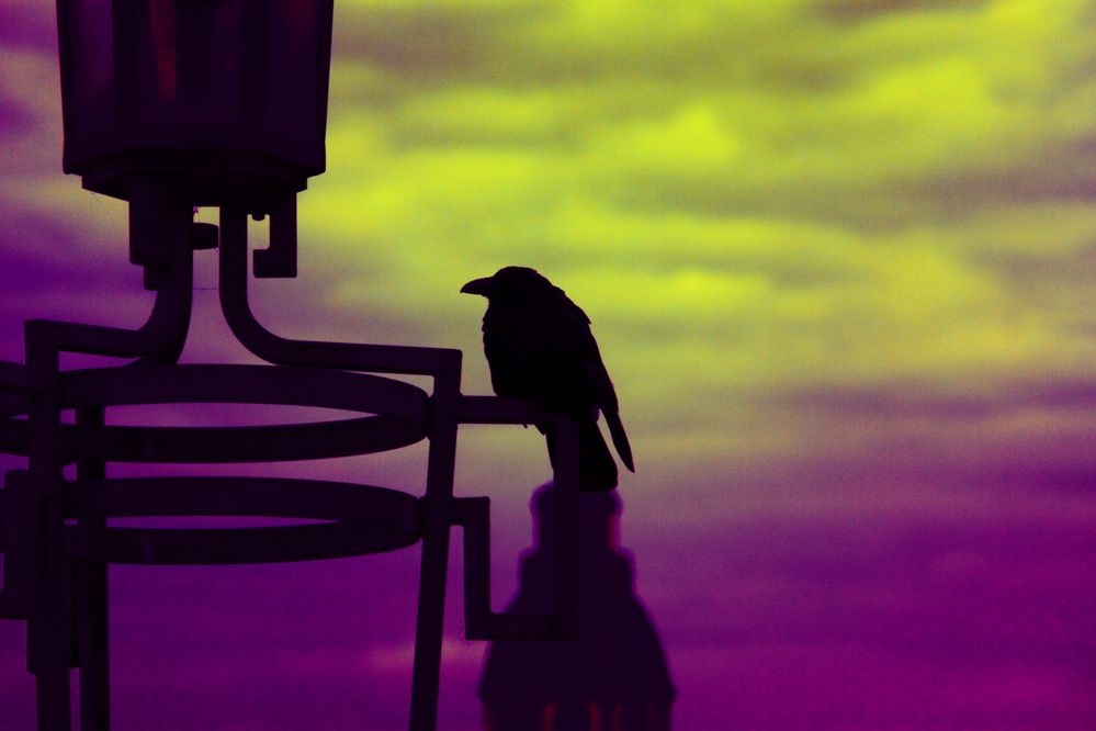 Lonesome Crow