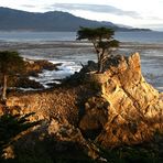 Lonesome Cypress at Pebble Beach