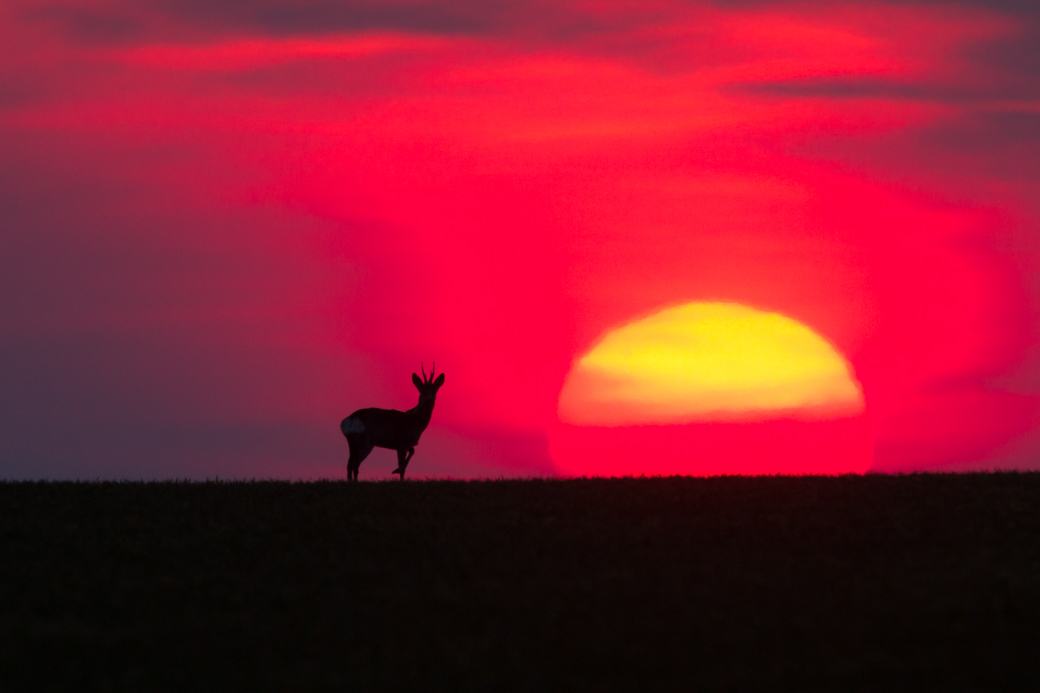 Lonesome deer