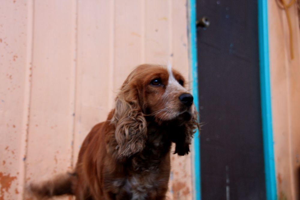 Lonesome dog...