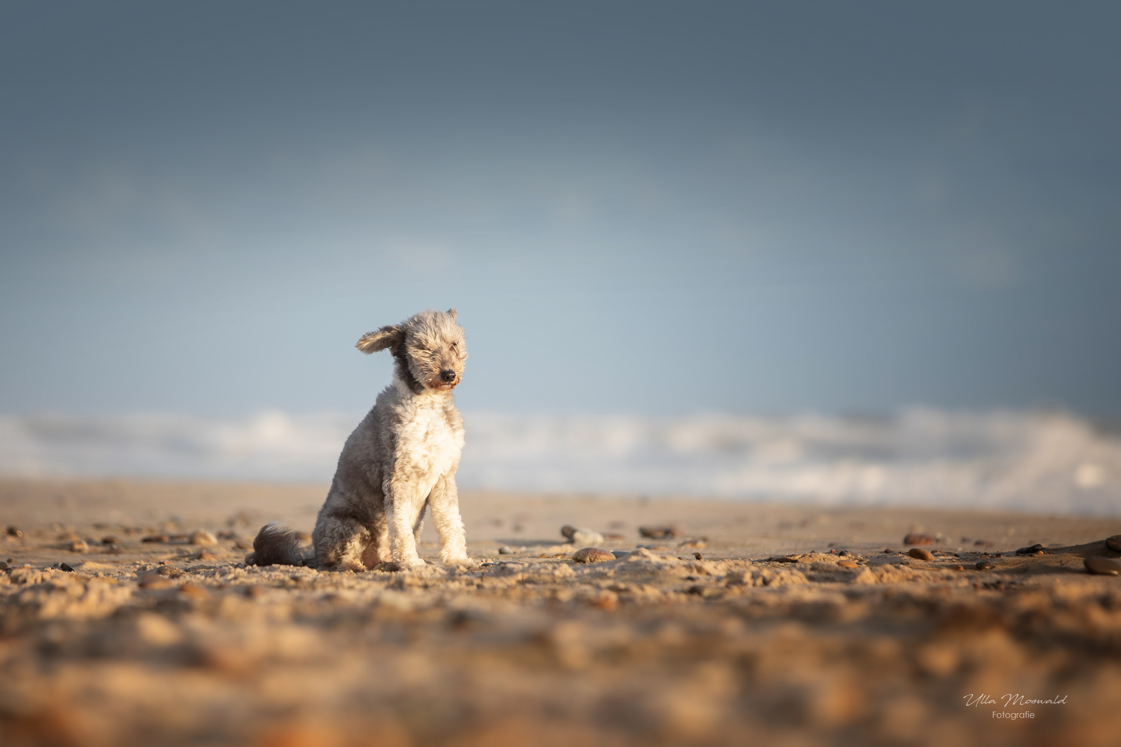 ...lonesome dog...