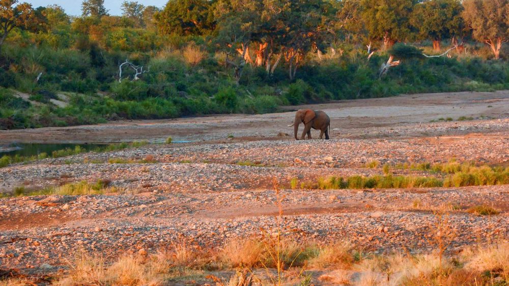 Lonesome Elephant