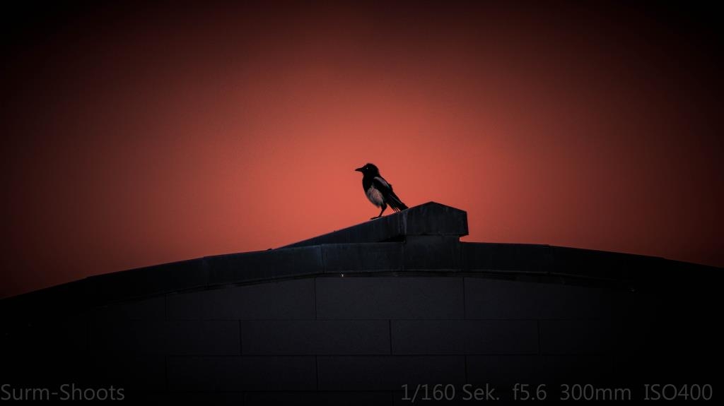 ....lonesome evening bird