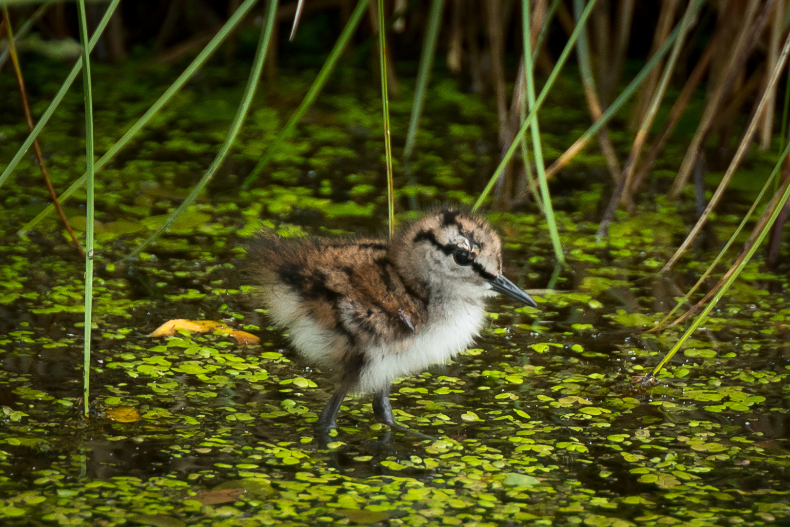 Lonesome first steps