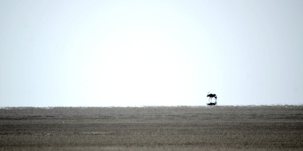 Lonesome Gemsbok II