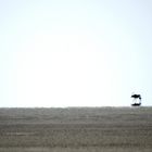 Lonesome Gemsbok II