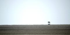 Lonesome Gemsbok II