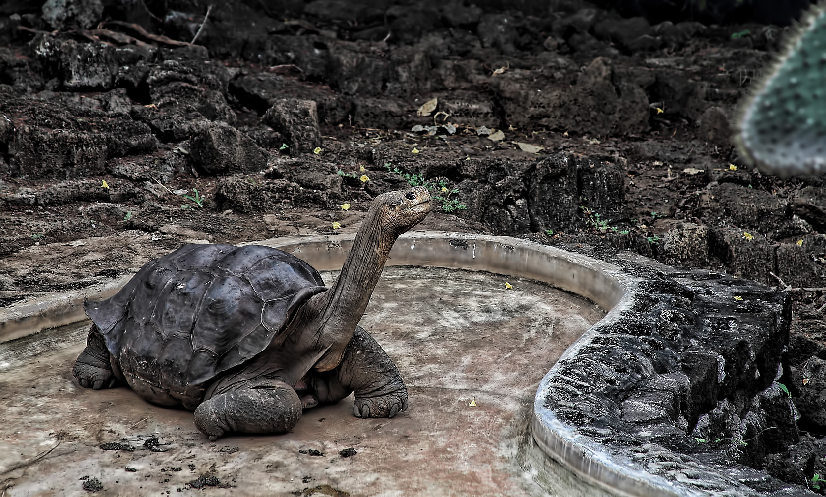 Lonesome George