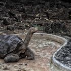 Lonesome George