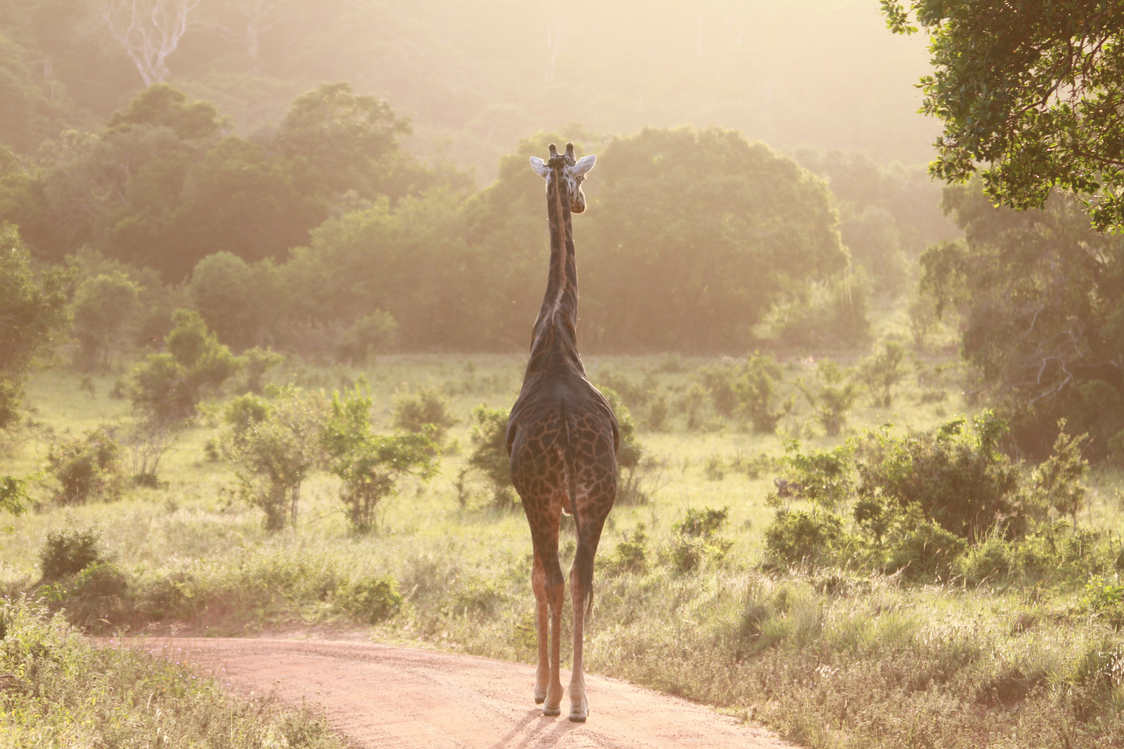 Lonesome Giraffe