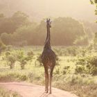 Lonesome Giraffe